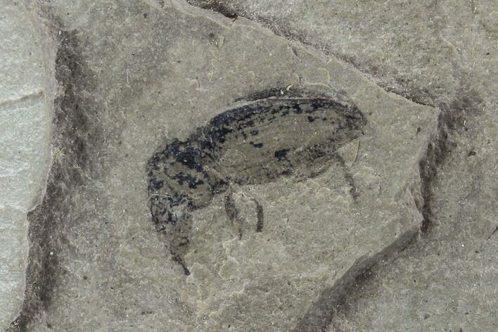 Fossil Weevil (AKA Snout Beetle) - Green River Formation, Utah #94934